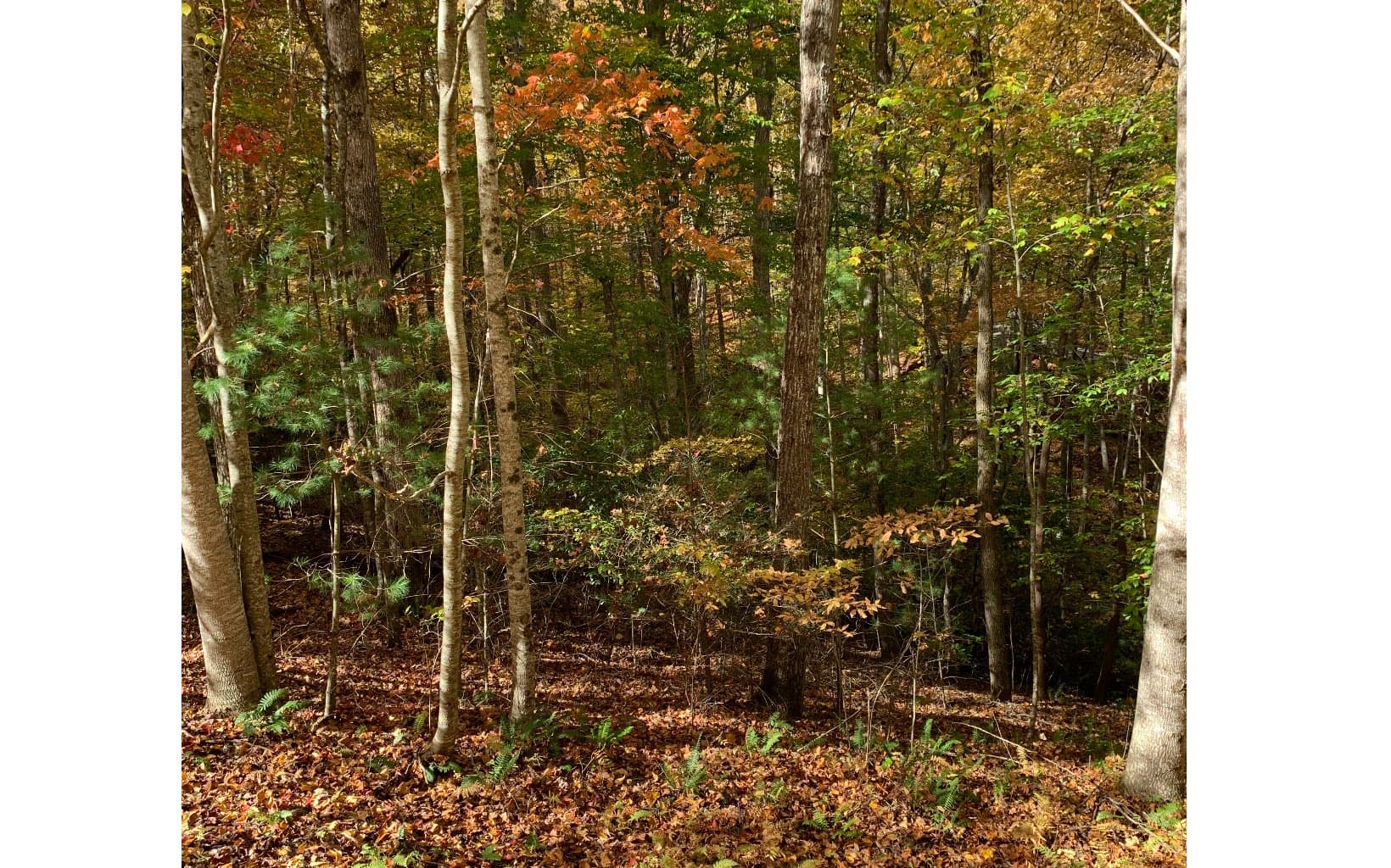 LOT21 Bryant Cove Road, Blairsville GA 30512 - Photo