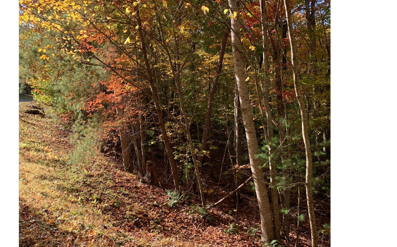 LOT21 Bryant Cove Road, Blairsville GA 30512 - Photo