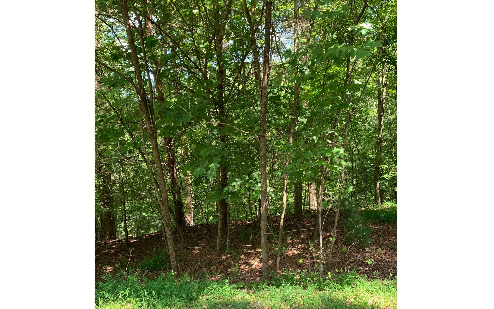 LOT21 Bryant Cove Road, Blairsville GA 30512 - Photo