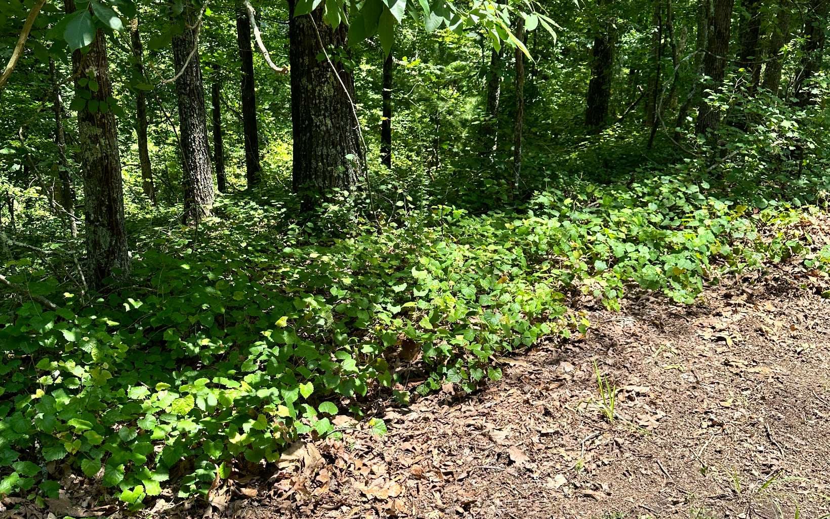 LT 1719 Rebekah Ridge Road, Talking Rock GA 30175 - Photo
