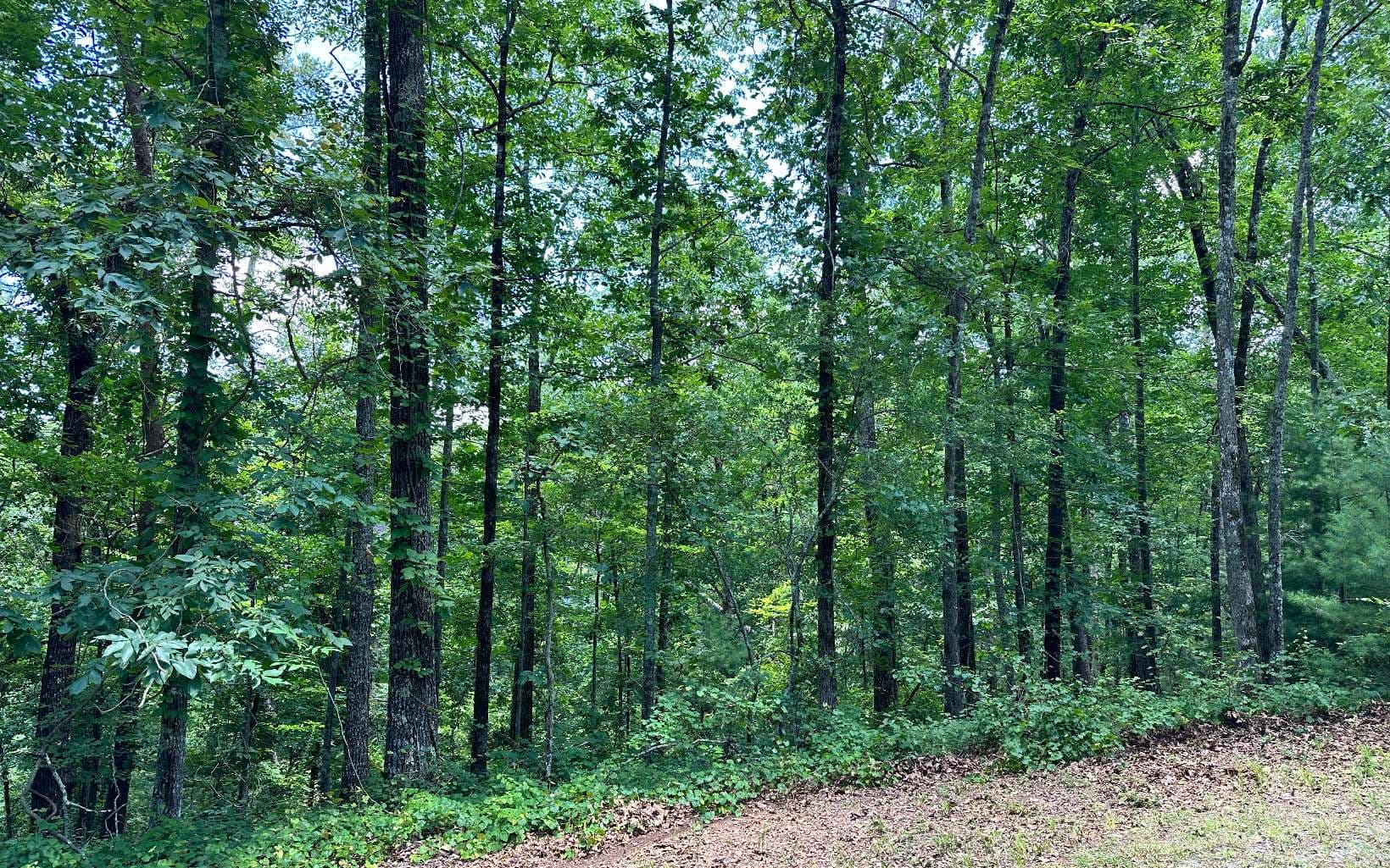 LT 1719 Rebekah Ridge Road, Talking Rock GA 30175 - Photo