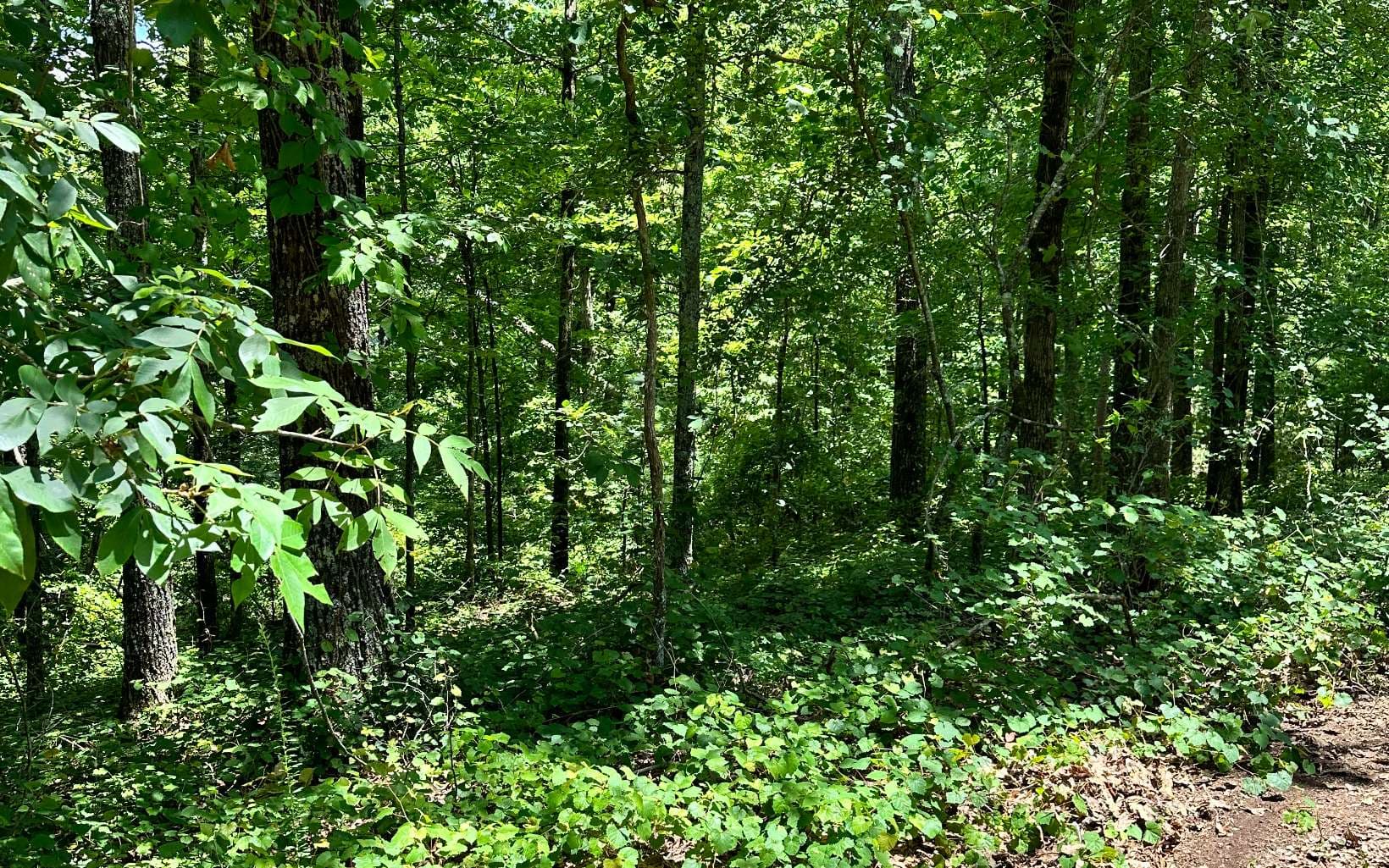 LT 1719 Rebekah Ridge Road, Talking Rock GA 30175 - Photo