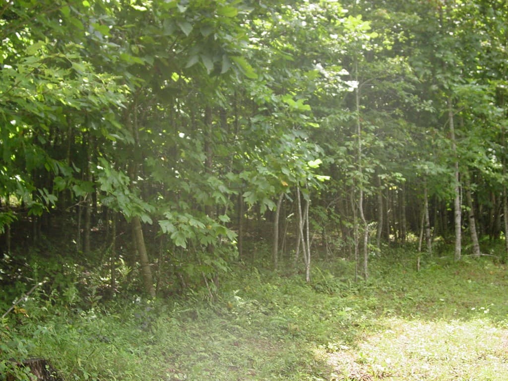 #13 Dan Knob, Hayesville NC 28904 - Photo