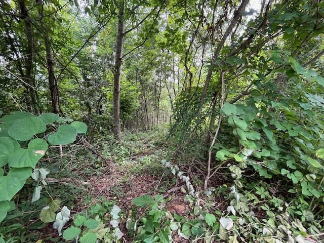 Lot 12 Forest View Drive, Hiawassee GA 30546 - Photo