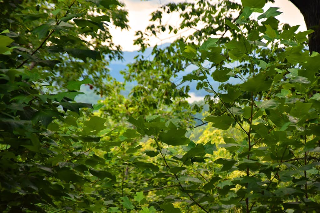 85 Little Deer Run, Hayesville NC 28904 - Photo