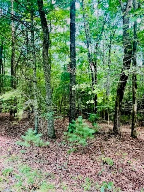Lot 42 Squirrel Hunting Road, Ellijay GA 30540 - Photo