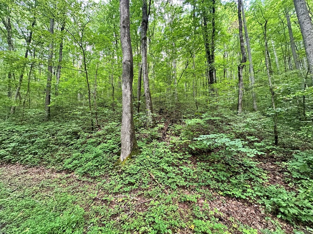 Lot 19 Burnt Leaf, Hayesville NC 28904 - Photo