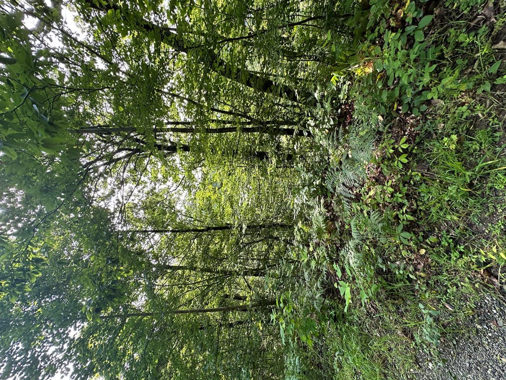 Lot 19 Burnt Leaf, Hayesville NC 28904 - Photo