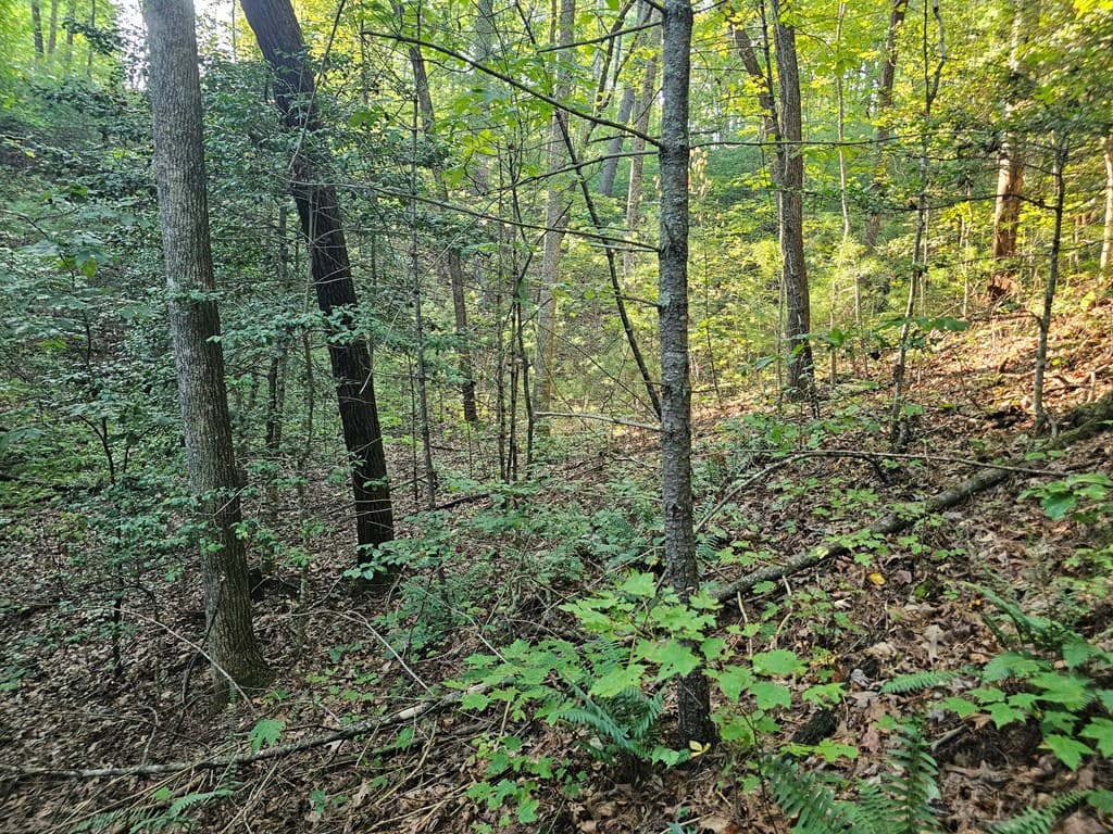 0 Bates Drive, Ellijay GA 30540 - Photo