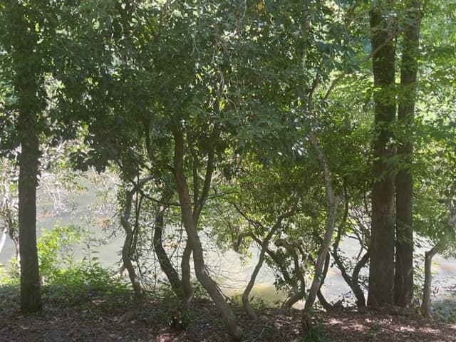 637 Riverside Drive, East Ellijay GA 30536 - Photo