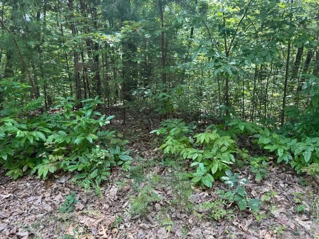 14 Abbott Mill Road, Ellijay GA 30540 - Primary photo