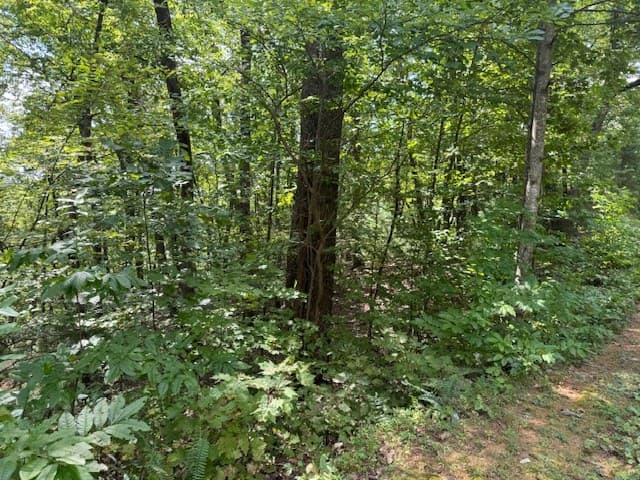 14 Abbott Mill Road, Ellijay GA 30540 - Photo