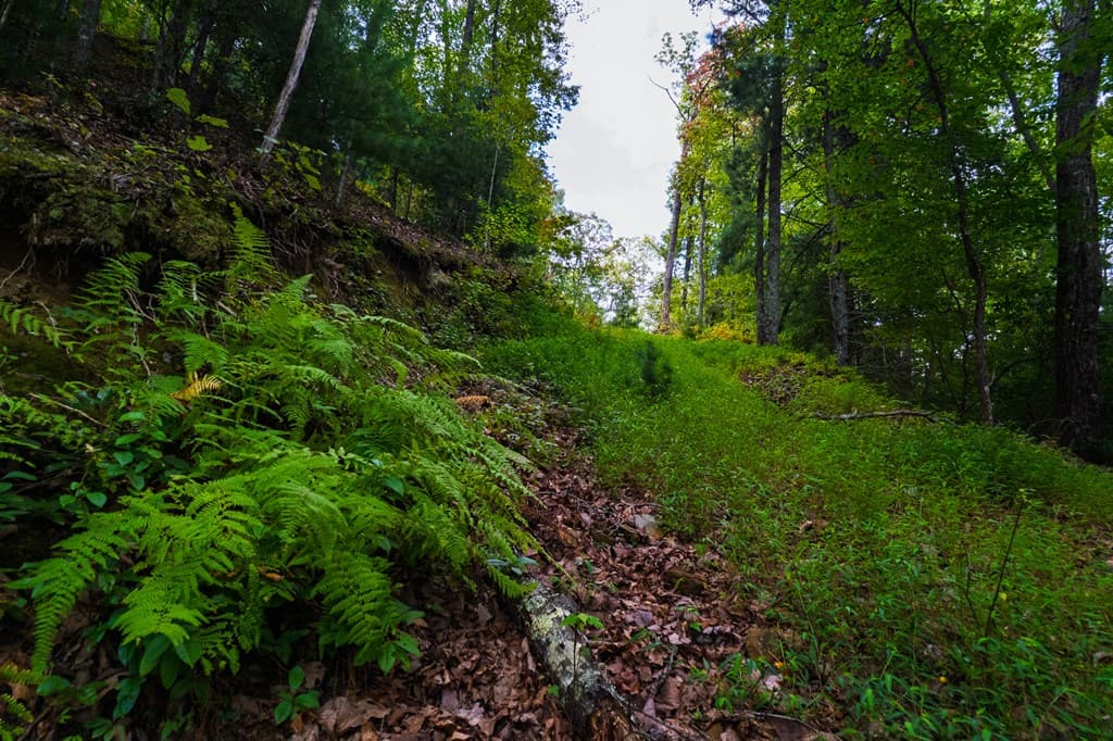 0 Dusty Danno Trail, Mineral Bluff GA 30559 - Photo