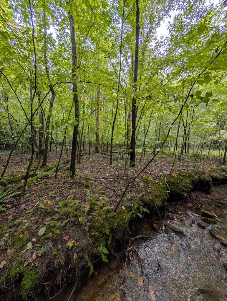 26.98 Ac Tusquittee, Hayesville NC 28904 - Photo