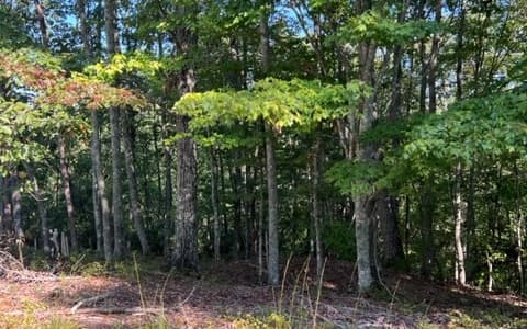 LT 60 Honeysuckle Way, Ellijay GA 30540 - Photo