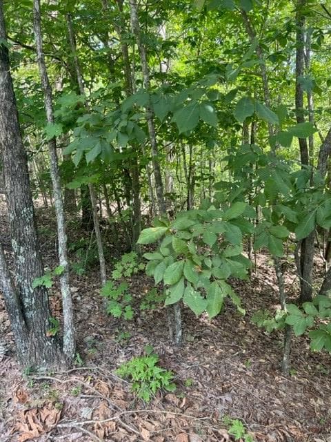 LT 3 Hunter Ridge, Ellijay GA 30540 - Photo