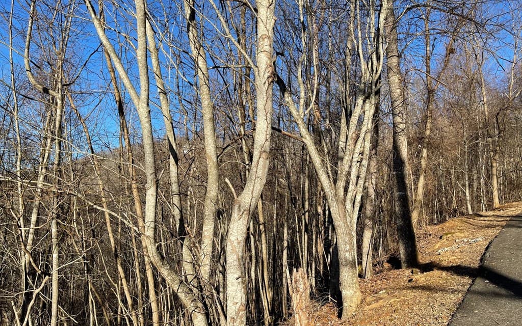 Lot 63 Dan Knob, Hayesville NC 28904 - Photo