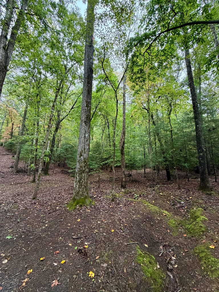 Lot 5 Ludlum Lane, Hayesville NC 28904 - Photo