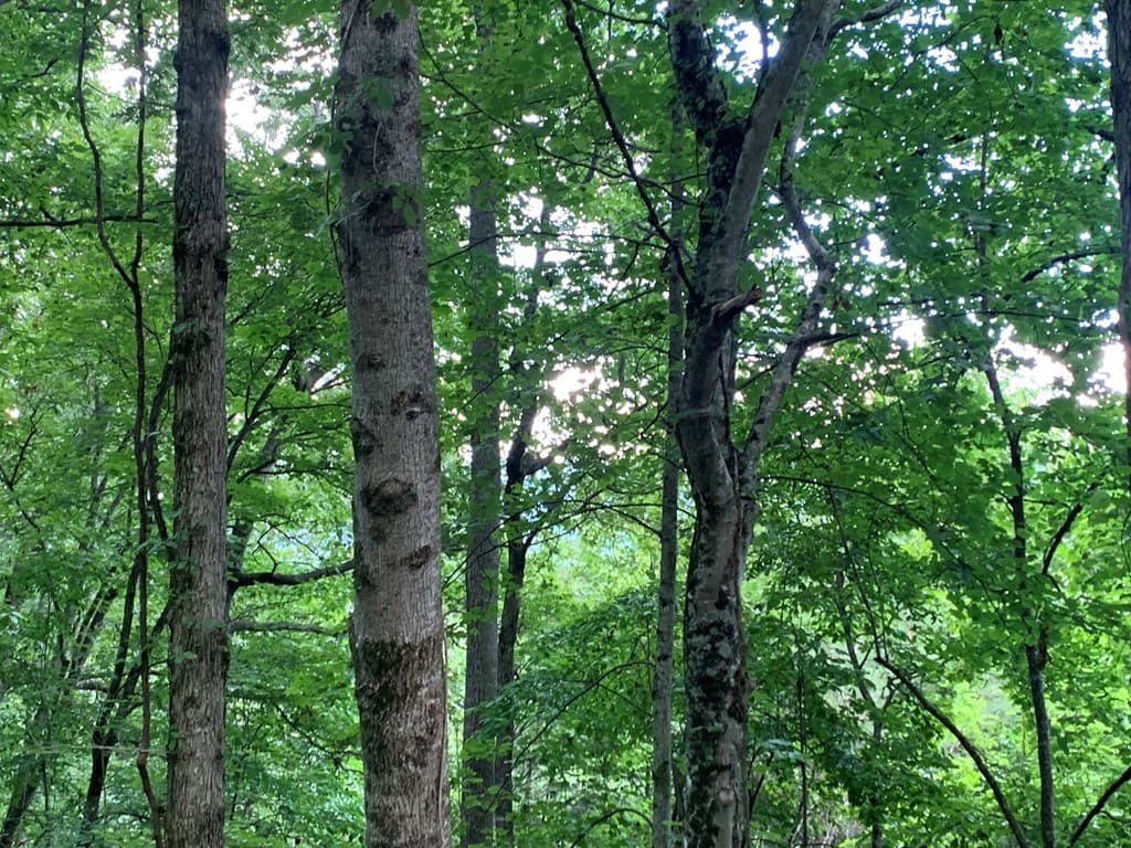 Lot 21 Tahlequah Ridge, Hayesville NC 28904 - Photo