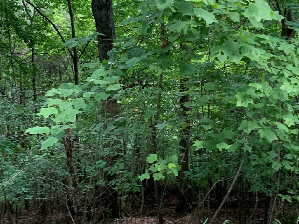 Lot 21 Tahlequah Ridge, Hayesville NC 28904 - Photo