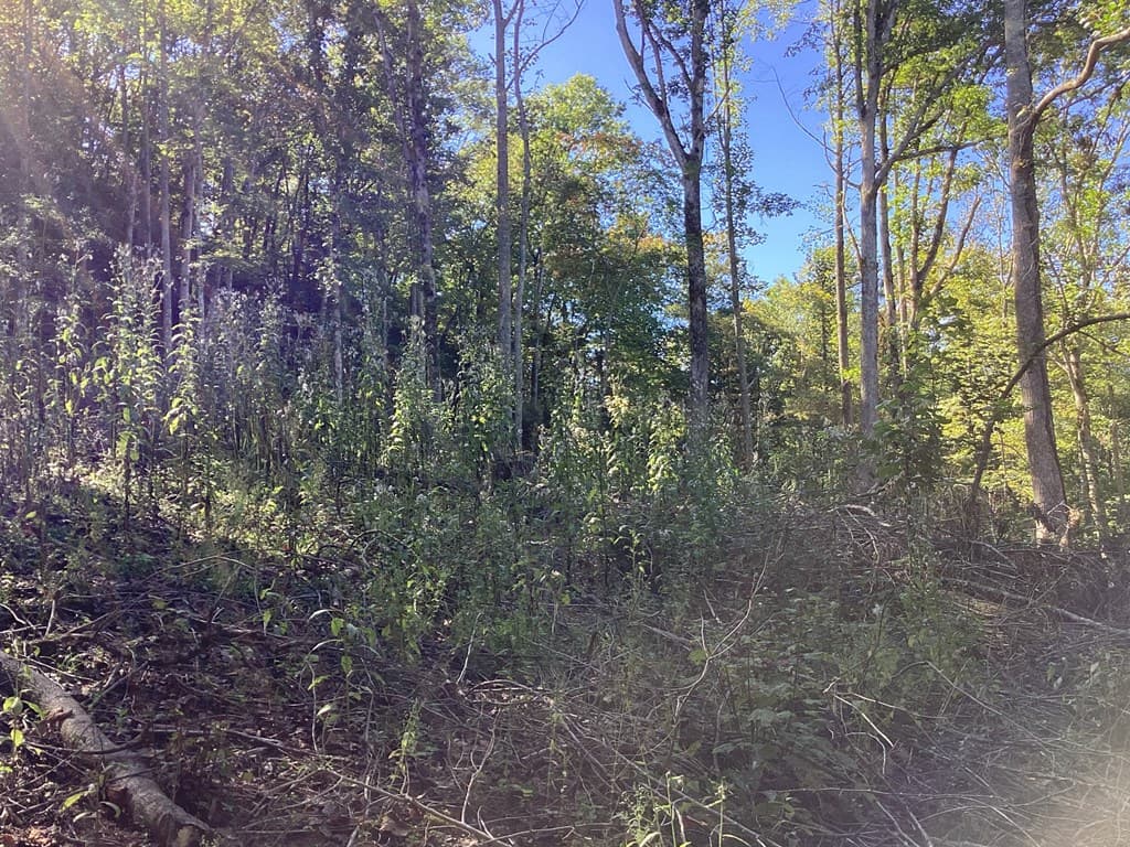 Lot 2 Buckhead Hills, Hiawassee GA 30546 - Photo