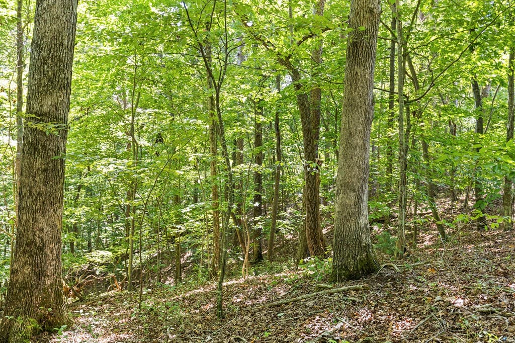 LOT 36 Timberwalk Drive, Ellijay GA 30540 - Photo