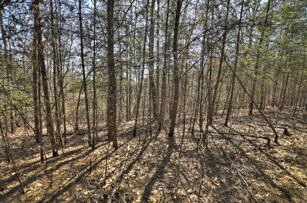 48.4ac Lofty Heights, Mineral Bluff GA 30559 - Photo
