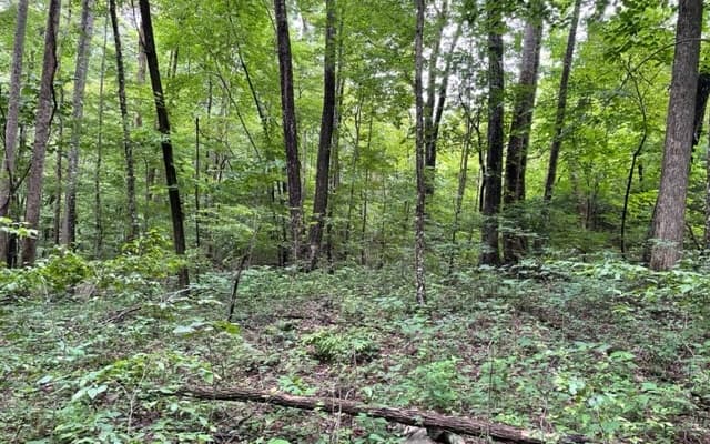 0 Trackrock Gap Road, Blairsville GA 30512 - Photo