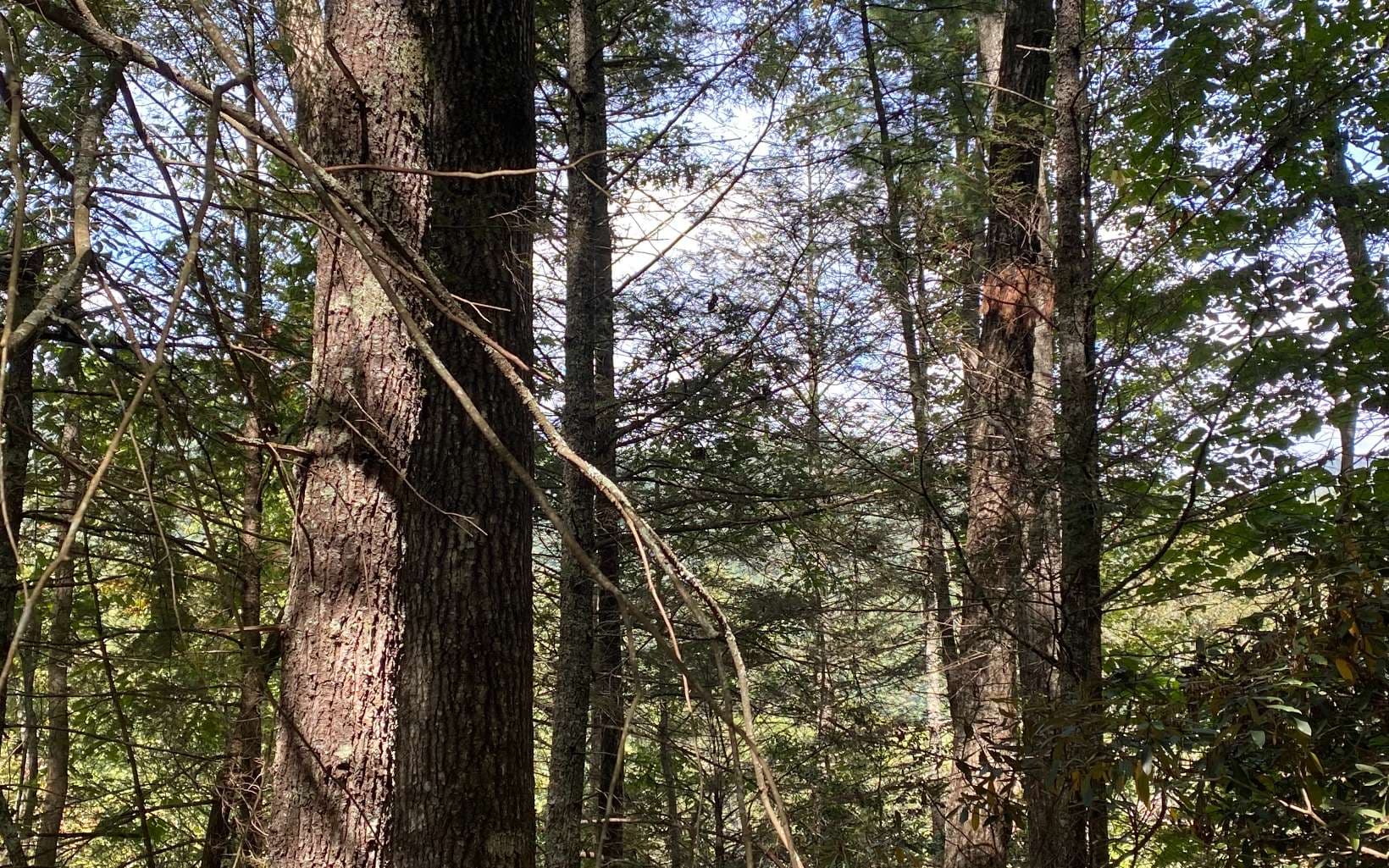 Lot 58 Gobblers Knob, Suches GA 30572 - Photo