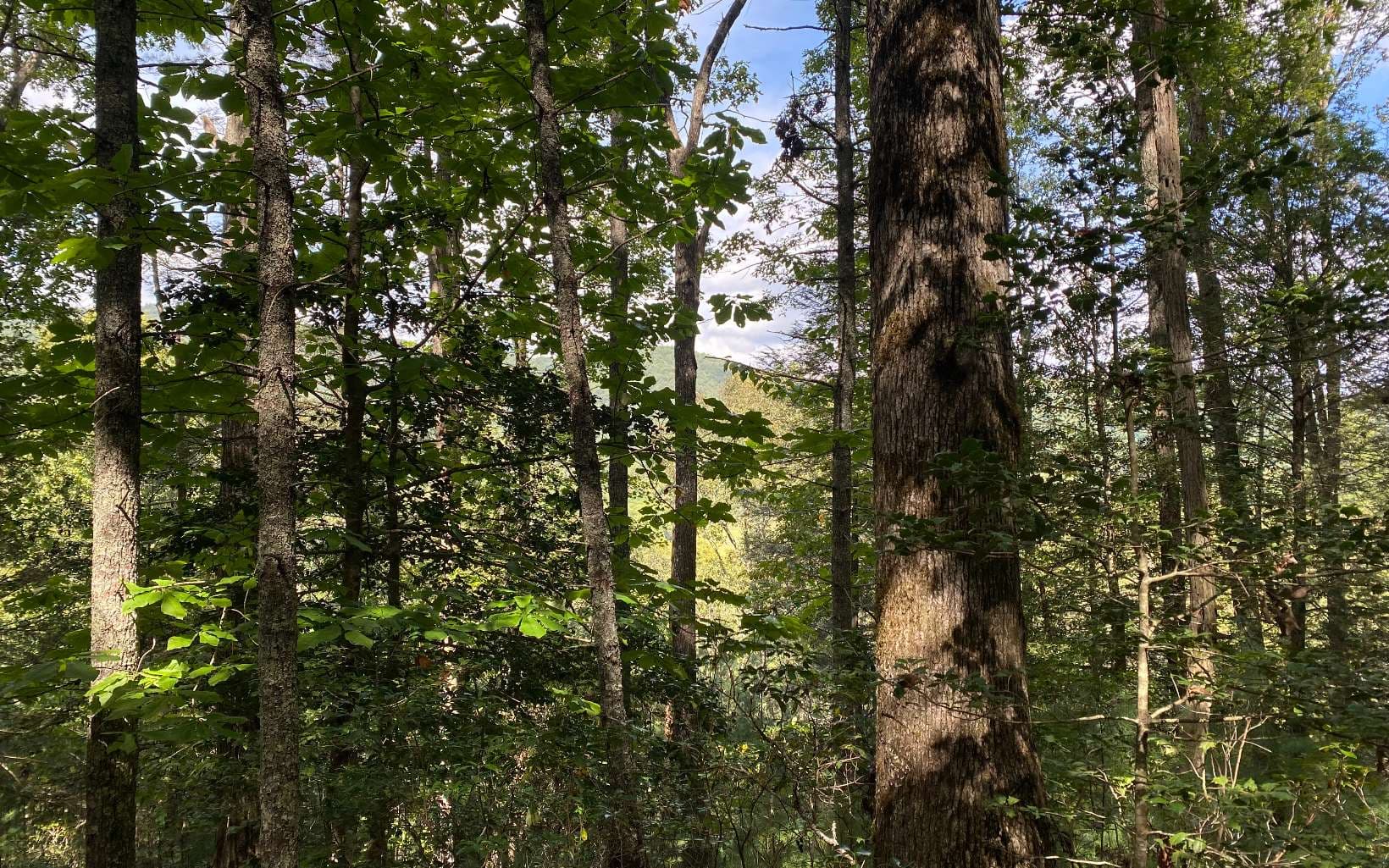 Lot 58 Gobblers Knob, Suches GA 30572 - Photo