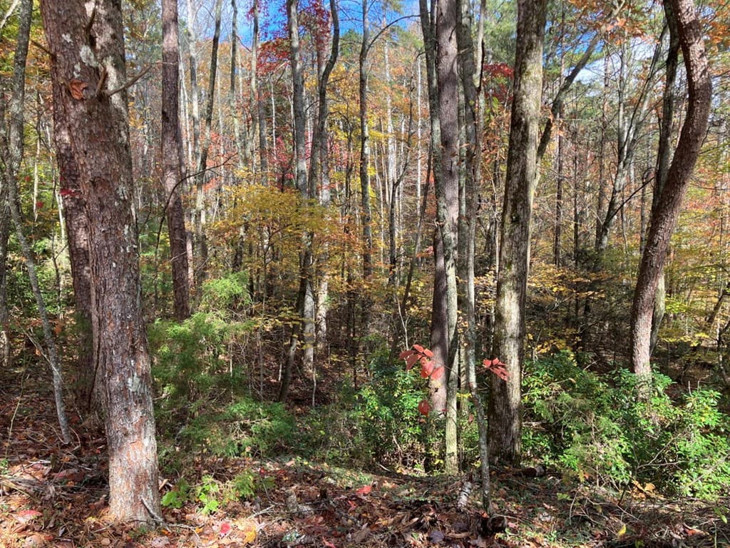39 Acres Hedden Stiles Road, Murphy NC 28906 - Photo