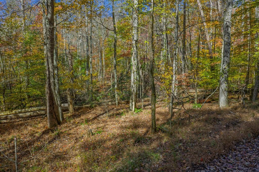 N/A Willard Mountain Road, Ellijay GA 30513 - Photo
