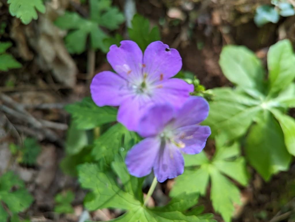 00 Buck Creek Trail, Epworth GA 30541 - Photo