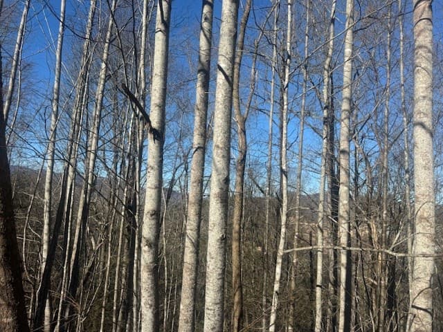 68 Acres Ponderosa Road, Rabun Gap GA 30568 - Photo