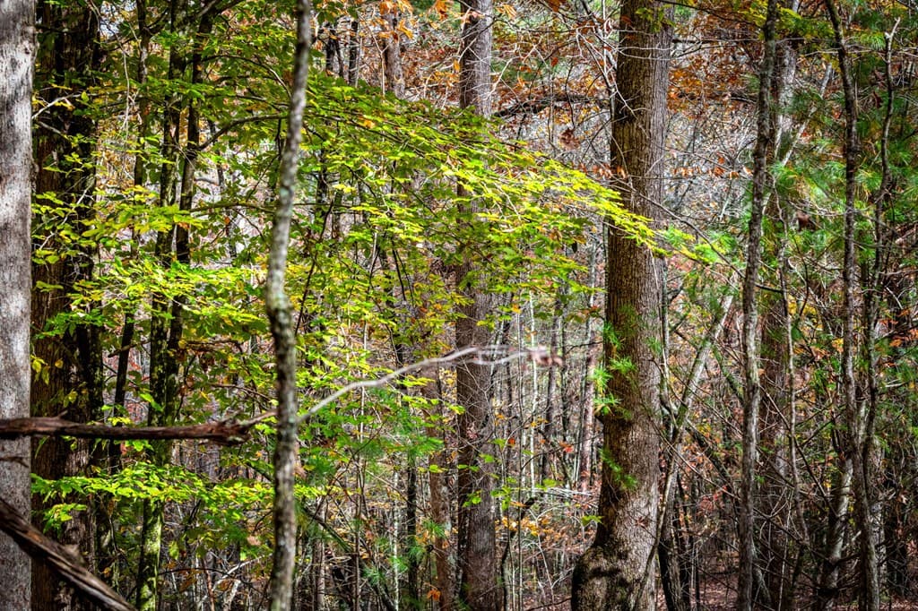 1580 Galloway Road, Blue Ridge GA 30513 - Photo