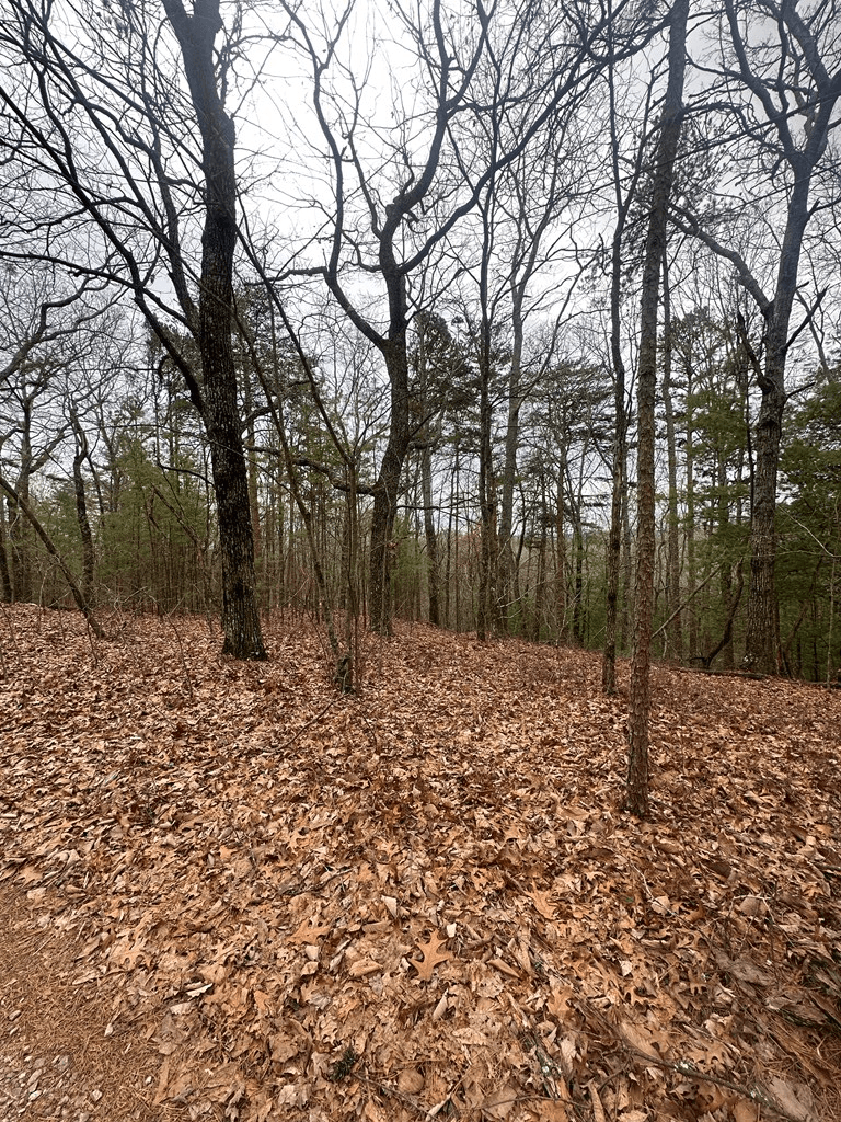 0 Sheila Drive, Ellijay GA 30540 - Photo