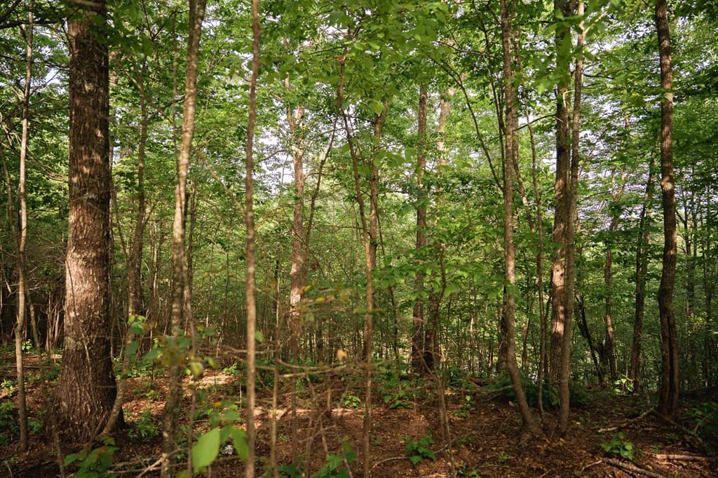 Tract 1 Century Lane, Blue Ridge GA 30513 - Photo