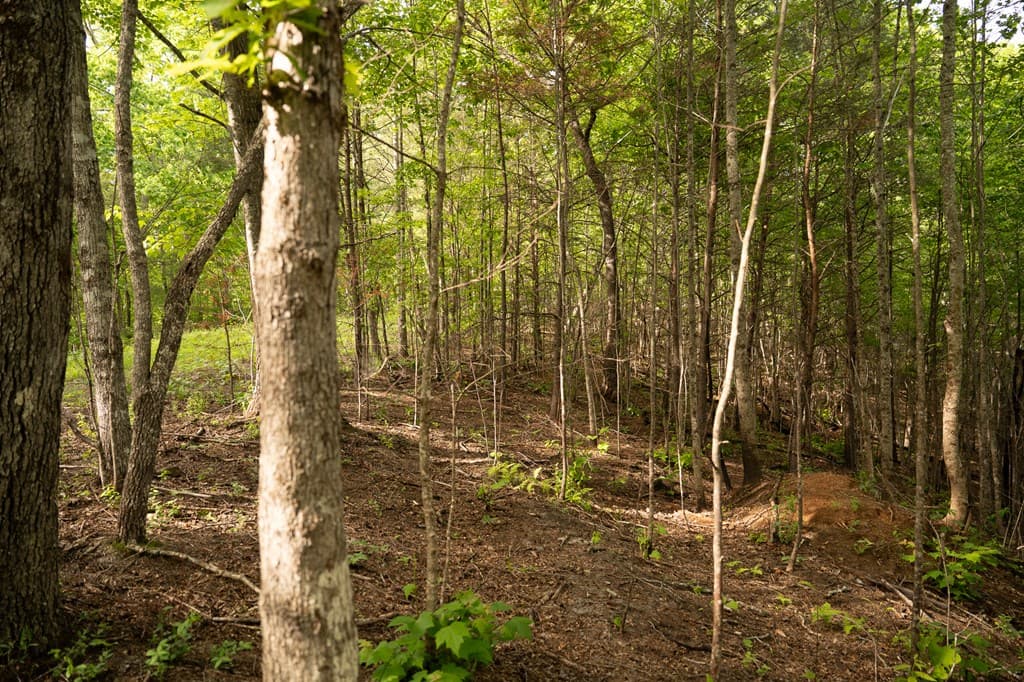 Tract 1 Century Lane, Blue Ridge GA 30513 - Photo