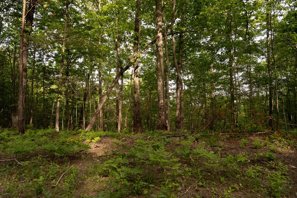 Tract 2 Century Lane, Blue Ridge GA 30513 - Photo