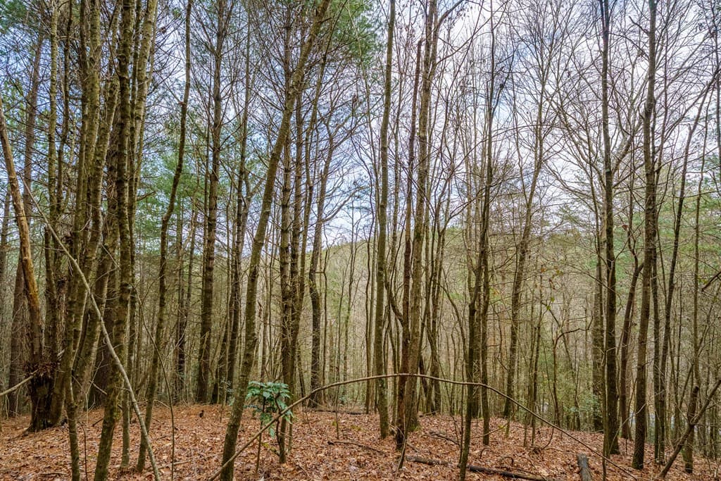 12 ACRE Pleasant Gap Road, Ellijay GA 30540 - Photo
