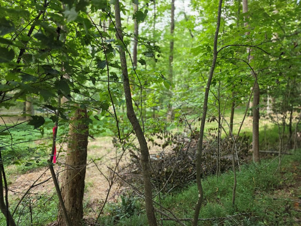 LOT 195 Shenendoa Dr., Ellijay GA 30540 - Photo