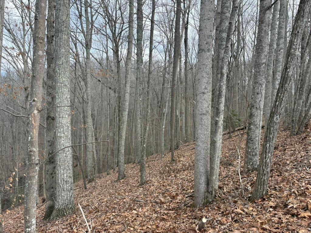 TRACT 3 Doc Thomas Ridge Road, Blairsville GA 30512 - Photo