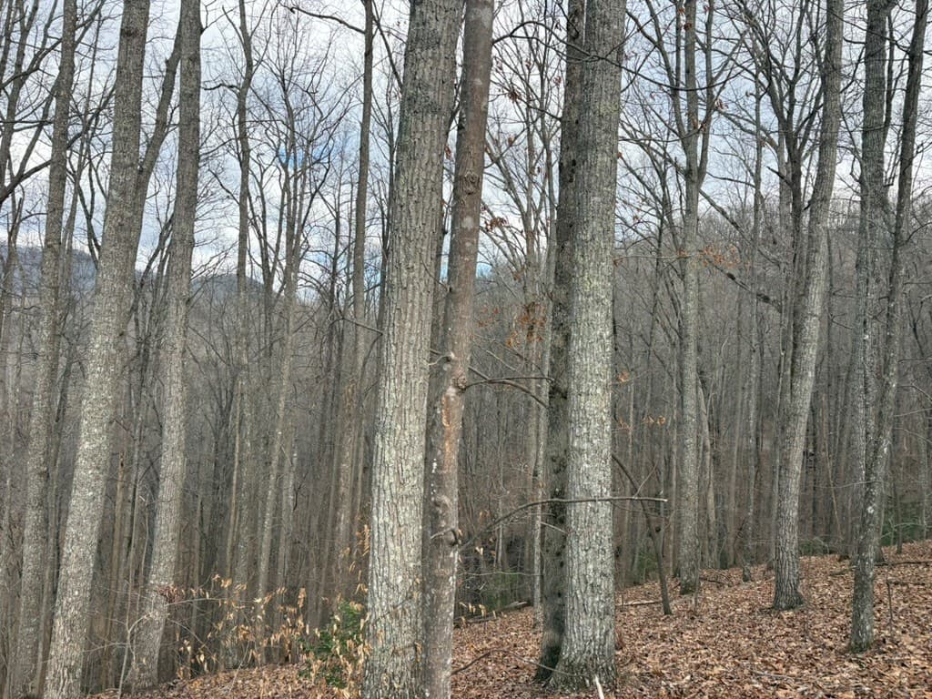 TRACT 3 Doc Thomas Ridge Road, Blairsville GA 30512 - Photo