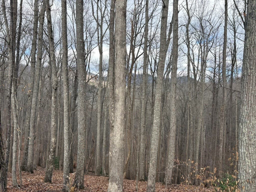 TRACT 3 Doc Thomas Ridge Road, Blairsville GA 30512 - Photo