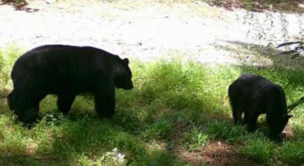 36.8 AC Pleasant Oak Trail, Ellijay GA 30540 - Photo