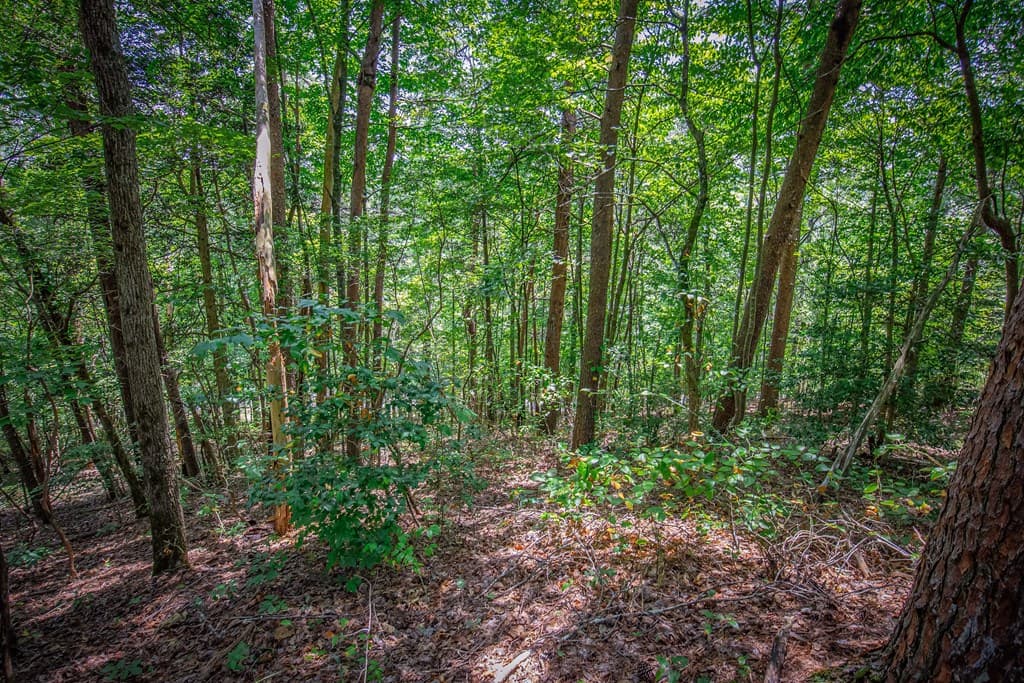 4.7AC Mountain Creek Hollow Drive, Talking Rock GA 30175 - Photo