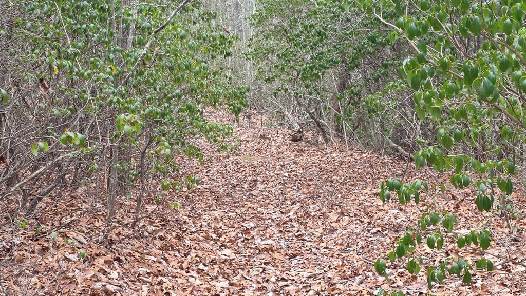 35AC Ducks Nest Road, Turtletown TN 37391 - Photo