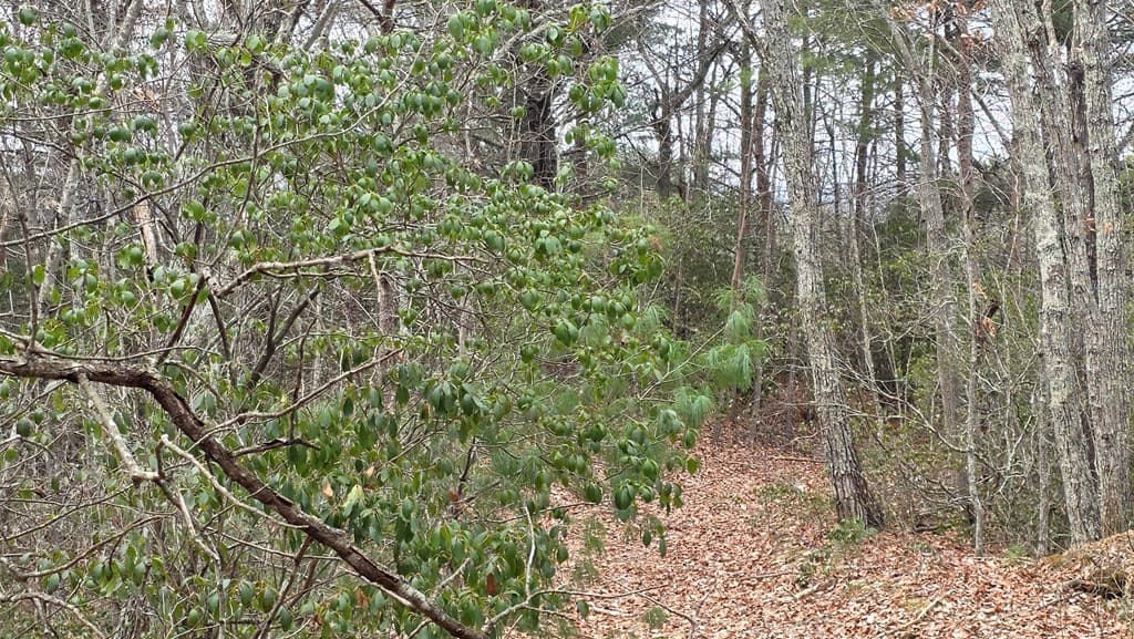 35AC Ducks Nest Road, Turtletown TN 37391 - Photo