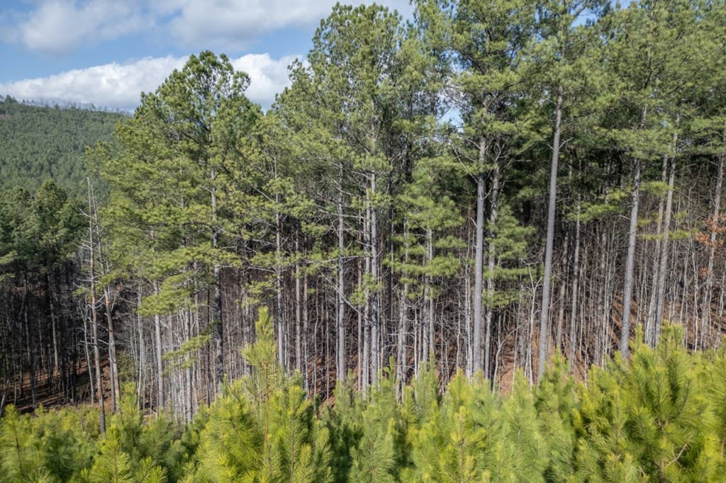 Lot 74 Thirteen Hundred, Blairsville GA 30512 - Photo