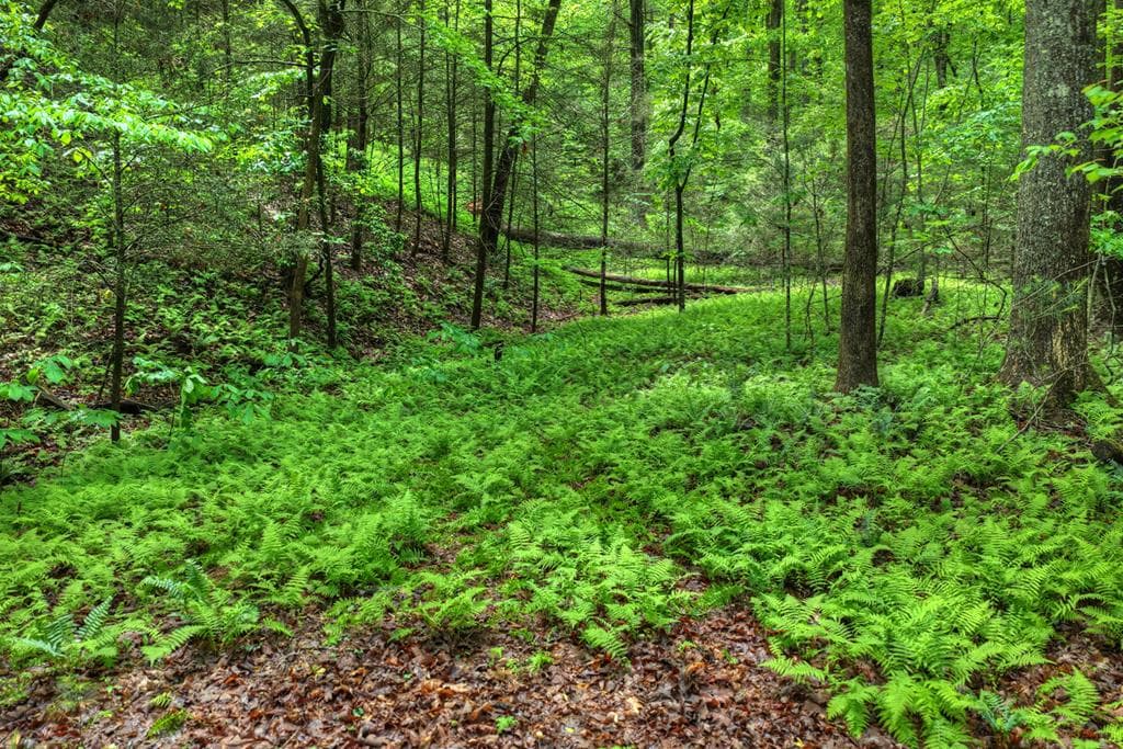 636 Bear Paw Trail, Blue Ridge GA 30513 - Photo